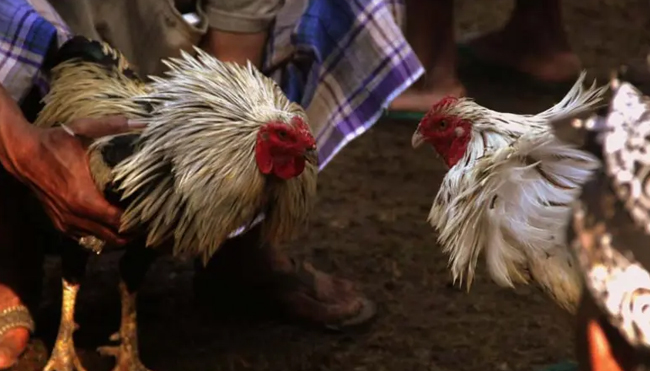 Cara Menghitung Odd Judi Sabung Ayam